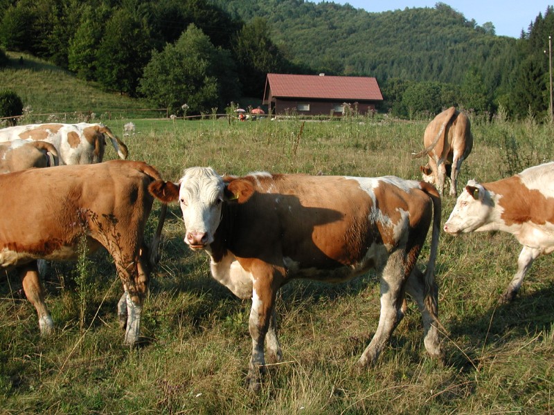 pepajs.cz